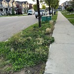 Noxious Weeds - Public Property at 2350 Glenridding Boulevard SW