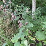 Noxious Weeds - Public Property at 12903 22 Street NW