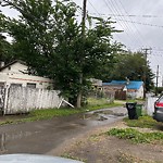 Tree/Branch Damage - Public Property at 11614 90 Street NW