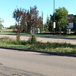 Noxious Weeds - Public Property at 5375–5485 Windermere Blvd Sw, Edmonton T6 W 0 L8