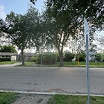 Overgrown Trees - Public Property at 12245 131 Street NW