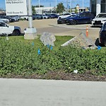 Noxious Weeds - Public Property at 7450 Roper Road NW