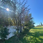 Overgrown Trees - Public Property at 19007 53 Avenue NW