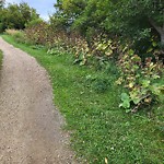 Noxious Weeds - Public Property at 8112 111 Avenue NW