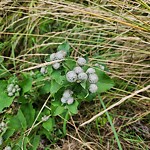 Noxious Weeds - Public Property at 1208 Chahley Landing NW