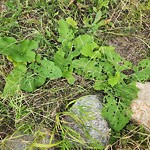 Noxious Weeds - Public Property at 38 Wedgewood Crescent NW