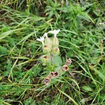 Noxious Weeds - Public Property at 781 Drysdale Run NW