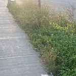 Noxious Weeds - Public Property at 5331 Chappelle Road SW