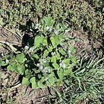 Noxious Weeds - Public Property at 3051 Paisley Green SW