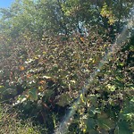 Noxious Weeds - Public Property at 8112 111 Avenue NW