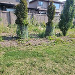 Noxious Weeds - Public Property at 1636 19 Street NW