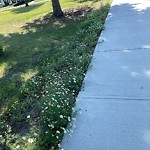 Noxious Weeds - Public Property at 9435 73 Street NW