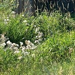 Noxious Weeds - Public Property at 2210 Trumpeter Way NW