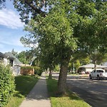 Tree/Branch Damage - Public Property at 10145 34 Street NW