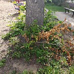 Tree/Branch Damage - Public Property at 12130 134 B Avenue NW