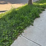 Park Grass Maintenance at 7903 122 Avenue NW