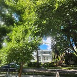 Overgrown Trees - Public Property at 11831 56 Street NW