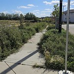 Noxious Weeds - Public Property at 803 34 Avenue NW