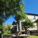 Overgrown Trees - Public Property at 11831 56 Street NW