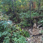 Noxious Weeds - Public Property at 1721 48 Street NW