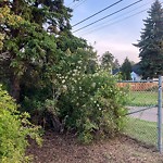 Noxious Weeds - Public Property at 6202 112 A Street NW