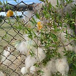 Noxious Weeds - Public Property at 3310 107 Avenue NW