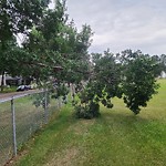 Tree/Branch Damage - Public Property at 10125 97 Avenue NW