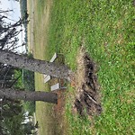 Tree/Branch Damage - Public Property at 15203 Campbell Rd Nw, Edmonton T6 V 1 H5