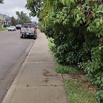 Overgrown Trees - Public Property at 13436 65 Street NW