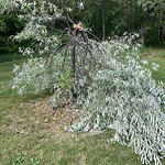 Tree/Branch Damage - Public Property at 6411 187 Street NW