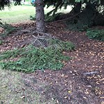 Tree/Branch Damage - Public Property at 7104 87 Avenue NW