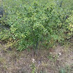 Noxious Weeds - Public Property at 13715 20 Street NW