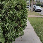 Overgrown Trees - Public Property at 7915 112 S Avenue NW