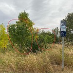 Noxious Weeds - Public Property at 13715 20 Street NW