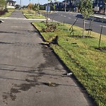 Tree/Branch Damage - Public Property at 6605 25 Avenue SW