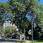 Overgrown Trees - Public Property at 10038 116 Street NW