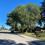 Overgrown Trees - Public Property at 7907 142 Street NW