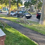 Tree/Branch Damage - Public Property at 9814 78 Avenue NW