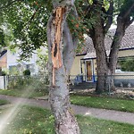 Tree/Branch Damage - Public Property at 9627 74 Avenue NW