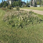 Noxious Weeds - Public Property at 1821 52 Street SW