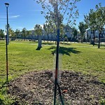 Structure/Playground Maintenance at 16437 87 Street NW