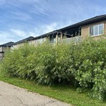 Overgrown Trees - Public Property at 1322 Adamson Drive SW