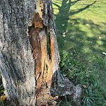 Tree/Branch Damage - Public Property at 11754–11776 Ninth B Ave Nw, Edmonton T6 J 7 B7