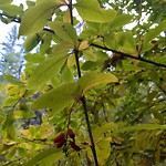 Noxious Weeds - Public Property at 16405 78 Avenue NW