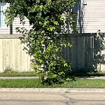 Overgrown Trees - Public Property at 2823 33 Street NW