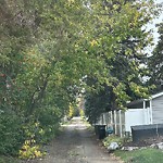 Overgrown Trees - Public Property at 12412 47 Avenue NW