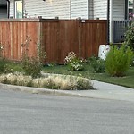 Noxious Weeds - Public Property at 2362 Glenridding Boulevard SW