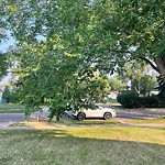 Overgrown Trees - Public Property at 13331 124 Avenue NW