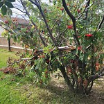 Tree/Branch Damage - Public Property at 4027 89 Street NW