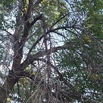 Tree/Branch Damage - Public Property at N53.52 E113.49